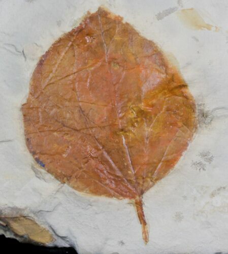 Fossil Leaf (Zizyphoides flabellum) - Montana #37204